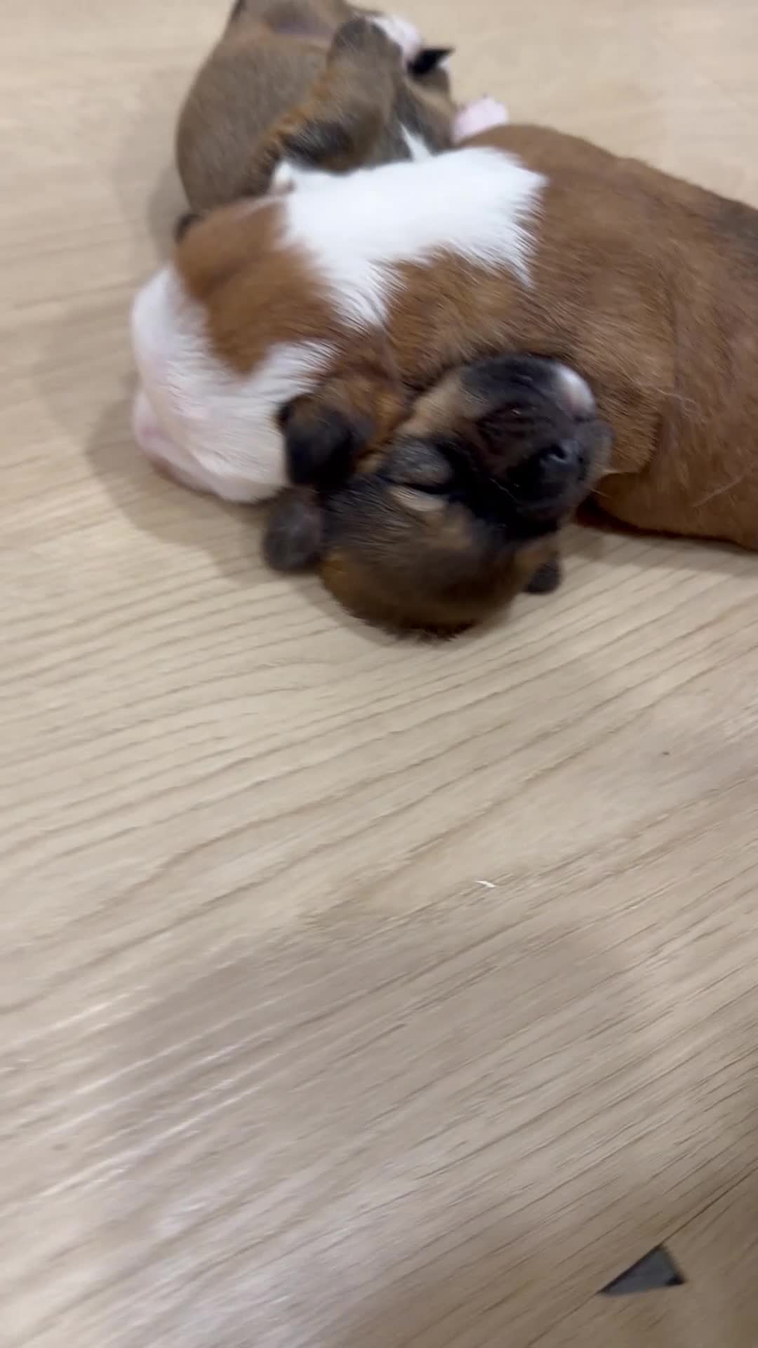 Mixed Breed dogs for sale: Mixed Breed 2 - Video 1