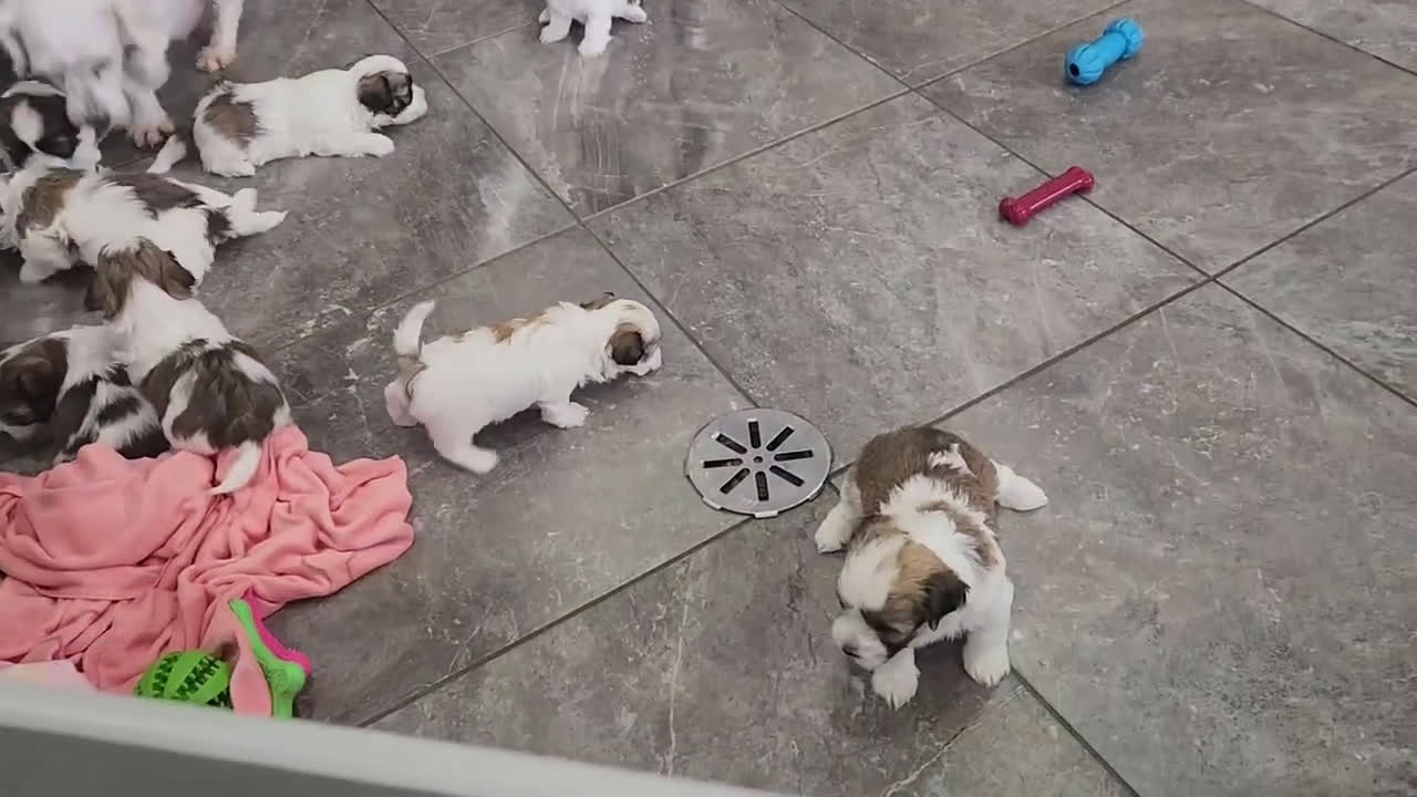 Havanese dogs for sale: WESLEY - Video 1