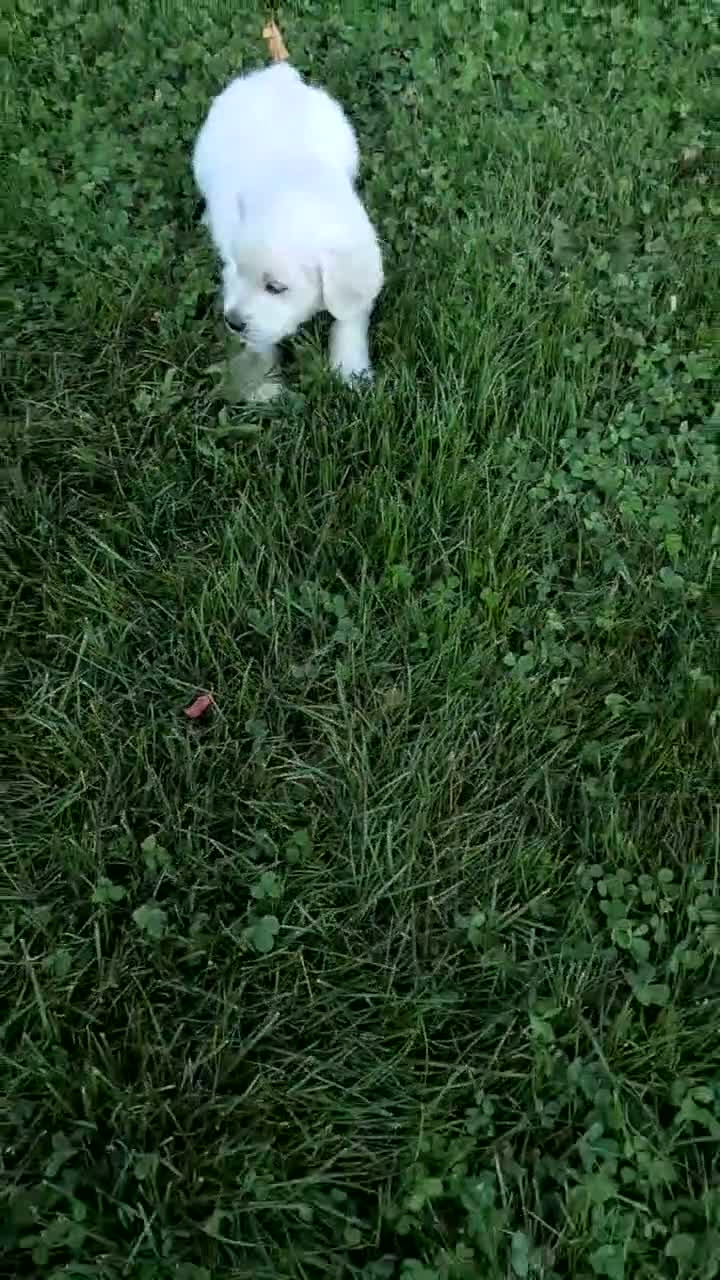 Golden Retriever dogs for sale: Bandit - Video 1