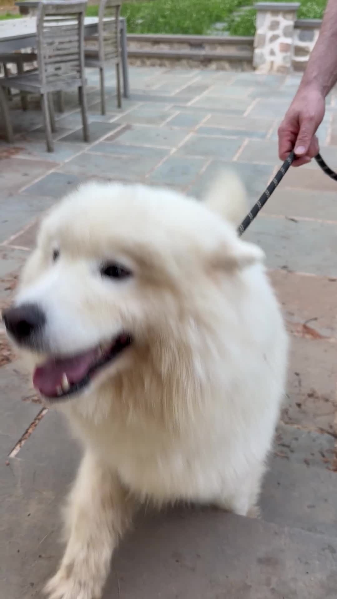 Samoyed dogs for sale: Jimmy - Video 1