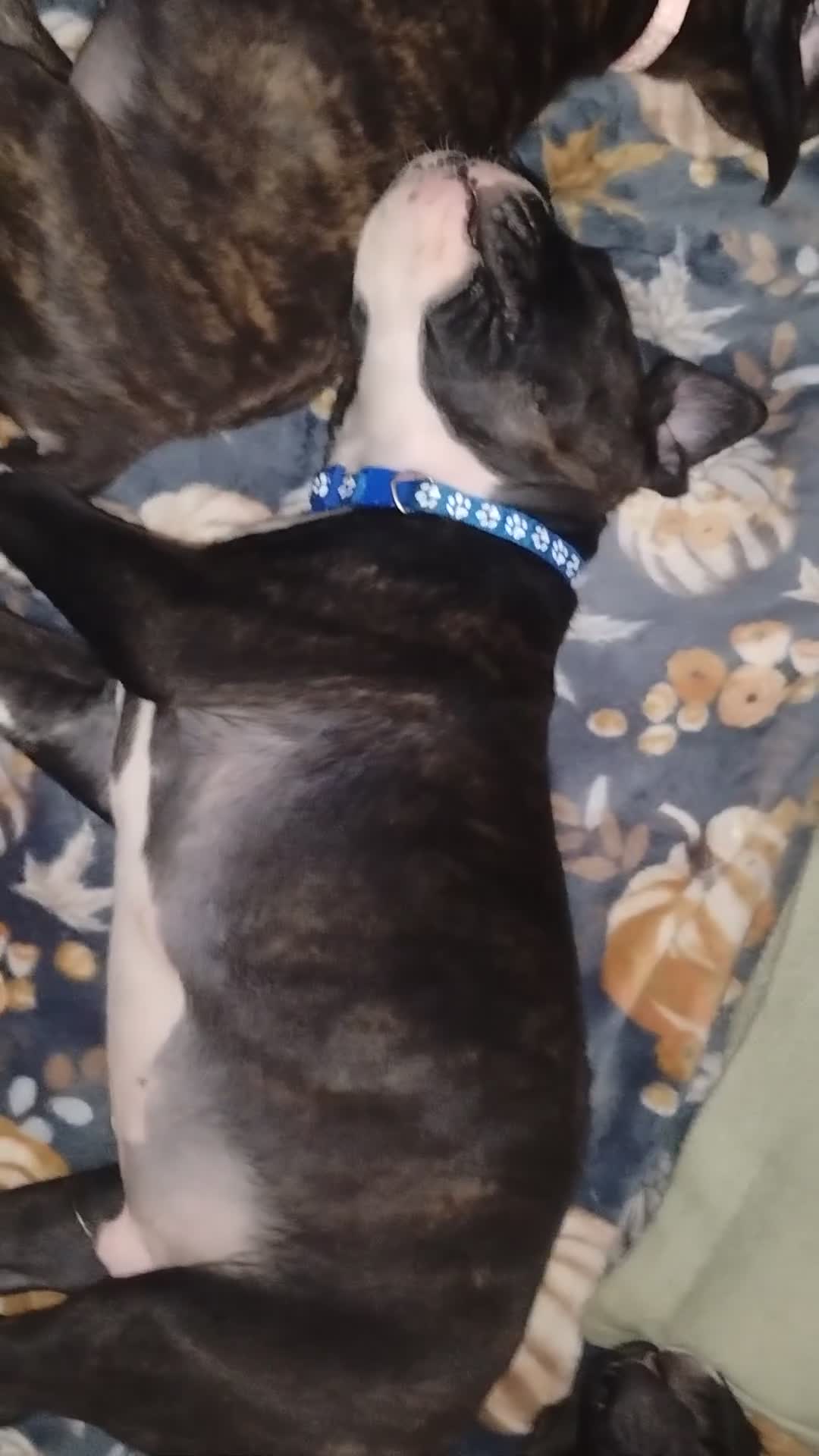 Boxer dogs for sale: Boxer 1 - Video 1