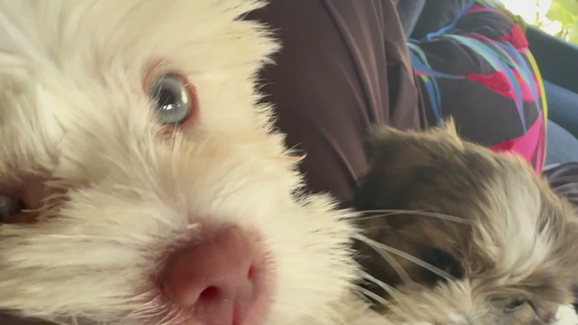 Mixed Breed dogs for sale: Lyte - Video 3