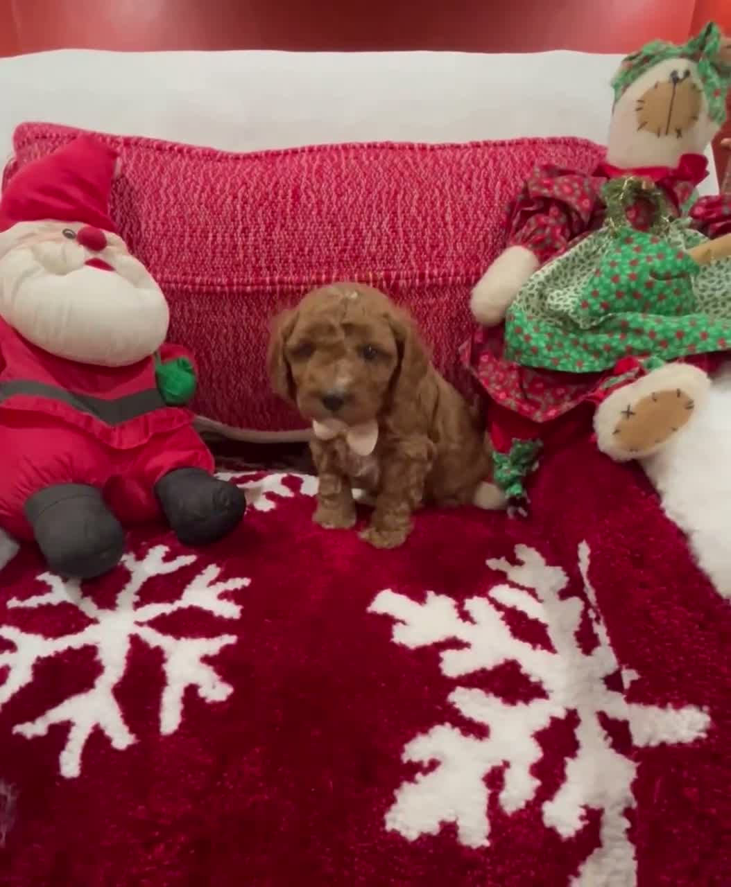 Mini Goldendoodle dogs for sale: Petite Mini Goldendoodle Cooper - Video 1