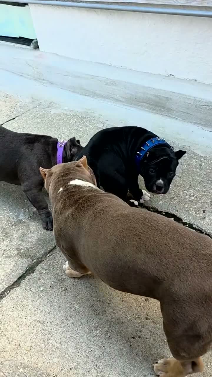 American Bully dogs for sale: American Bully 1 - Video 1