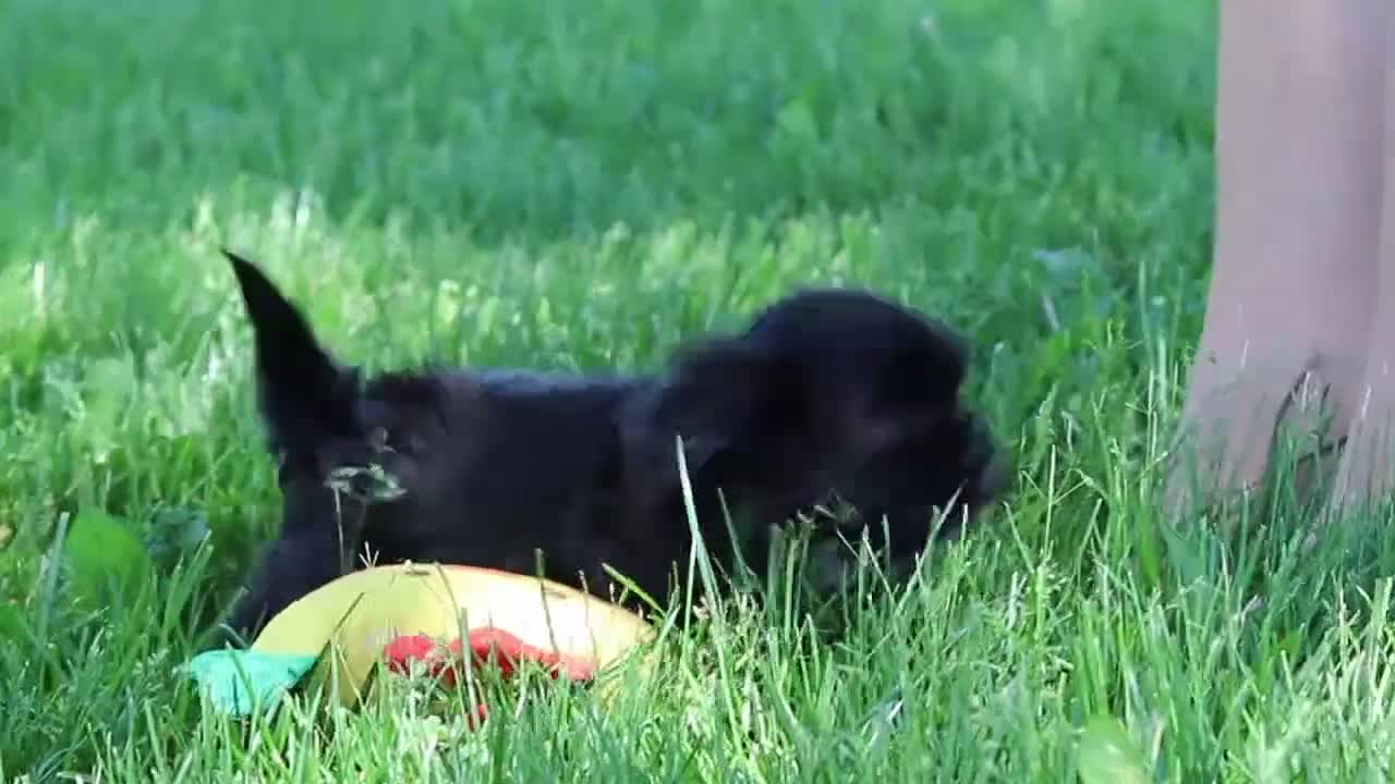 Shih Tzu dogs for sale: Layla - Video 1