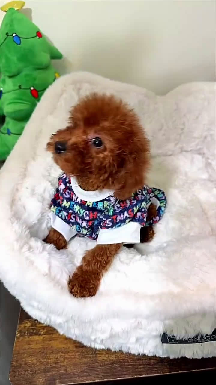 Toy Poodle dogs for sale: Tiny gems  - Video 1
