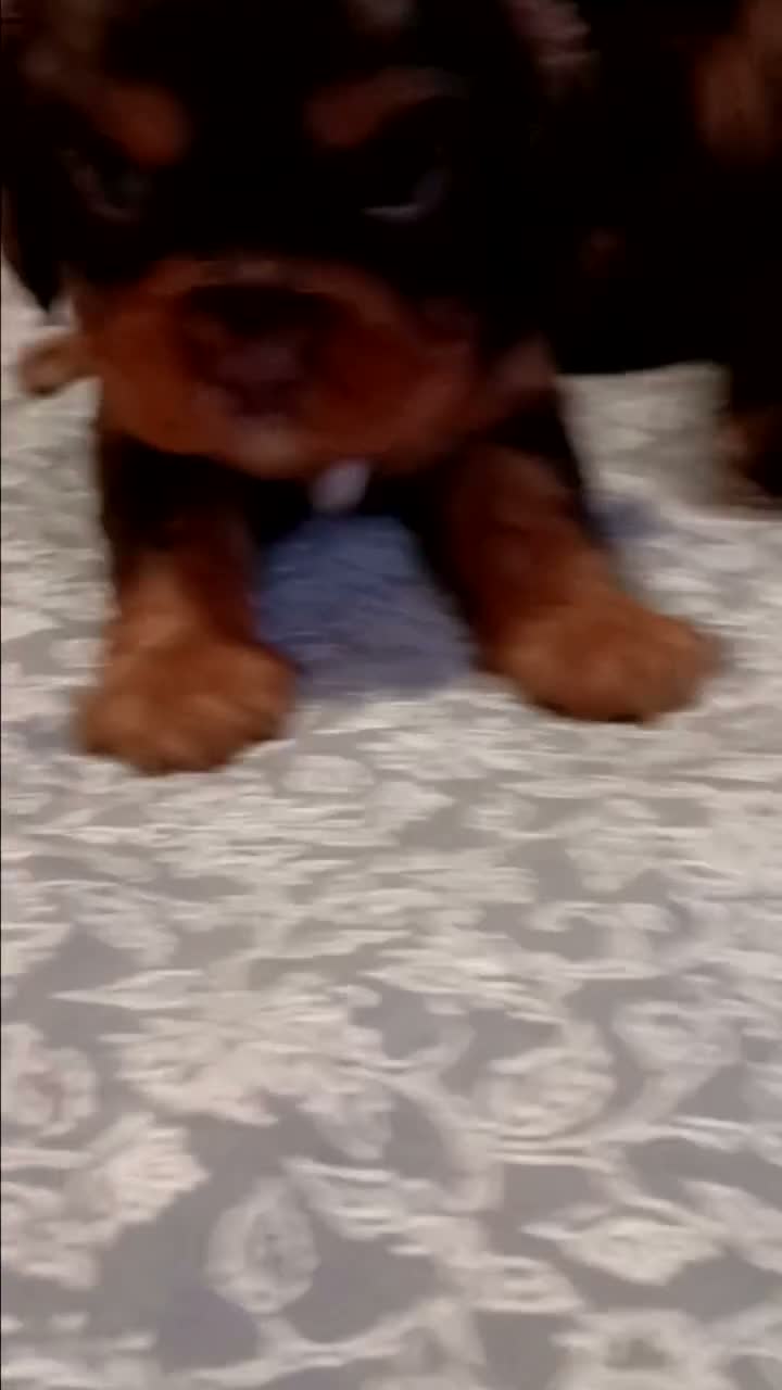 Cavalier King Charles Spaniel dogs for sale: CHARLIE BUCKET II - Video 1