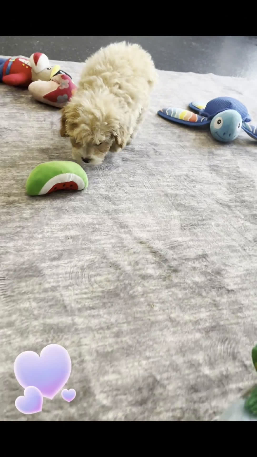 Toy Poodle dogs for sale: Bingo - Video 1