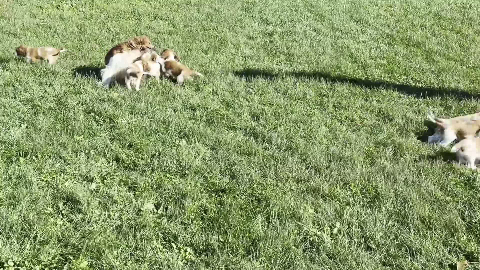 Welsh Springer Spaniel dogs for sale: Luna - Video 2