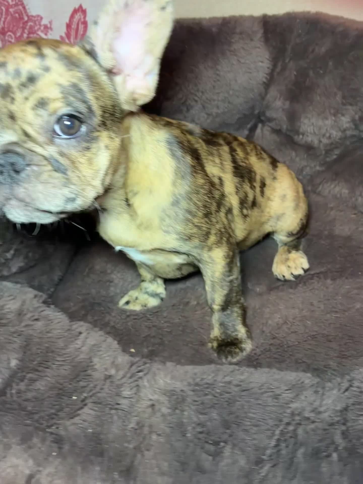 French Bulldog dogs for sale: Coco - Video 1