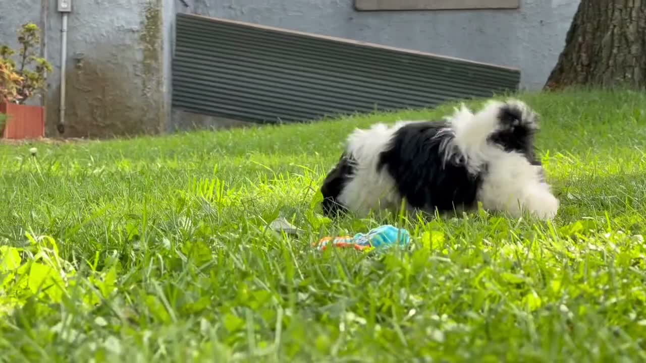 Shih Tzu dogs for sale: Shane Shih Tzu  - Video 3