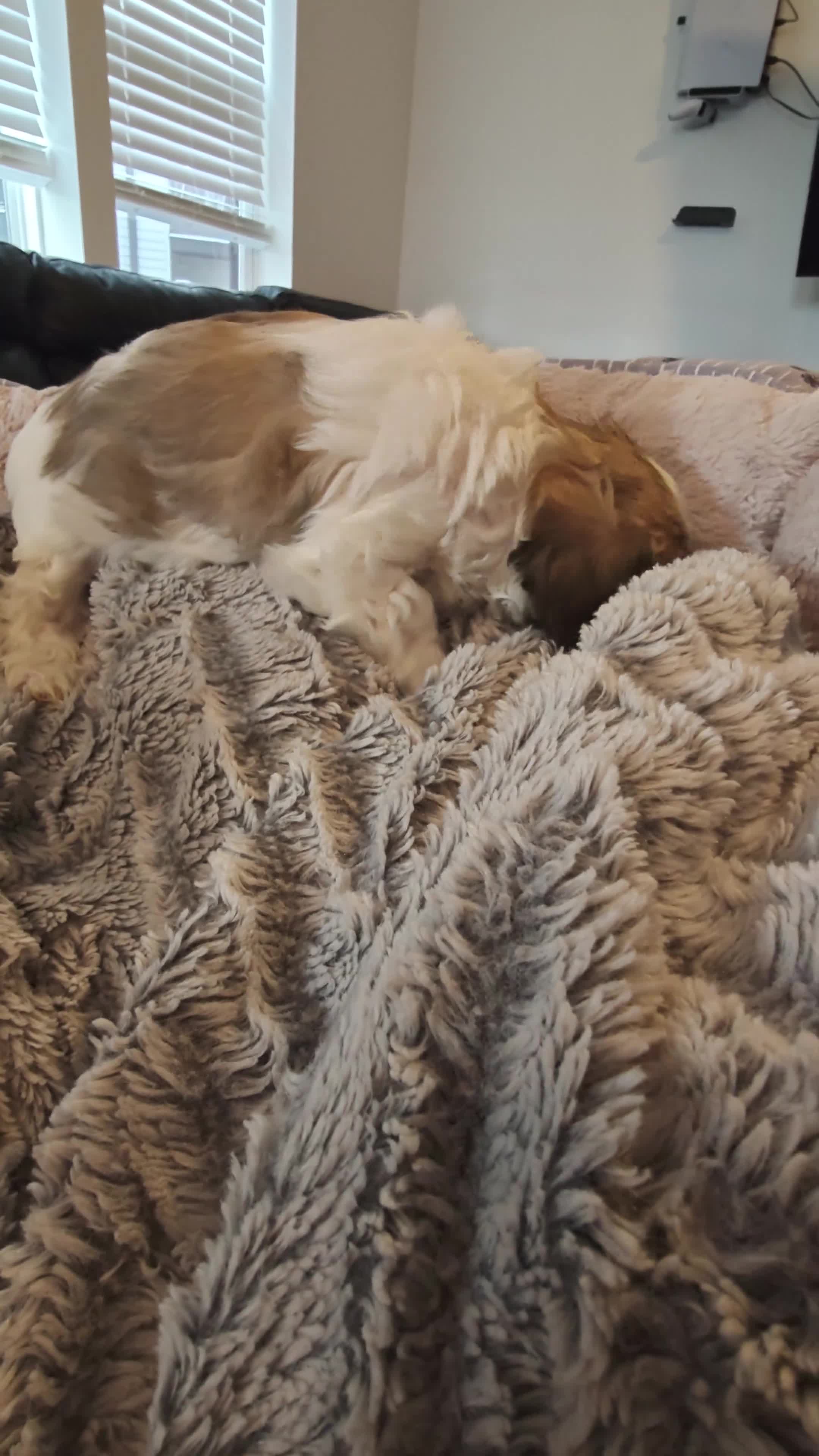 Mixed Breed dogs for sale: Coffee - Video 1