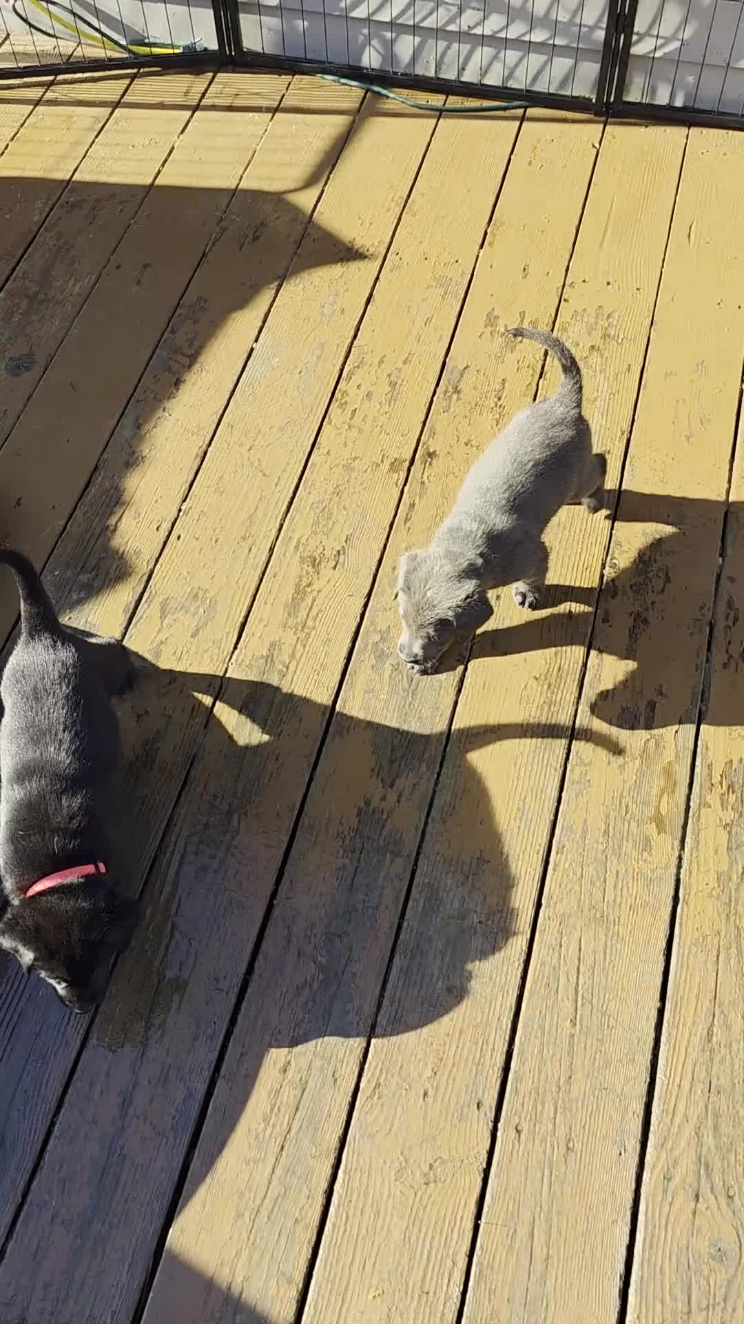 Labrador Retriever dogs for sale: Luigi - Video 4