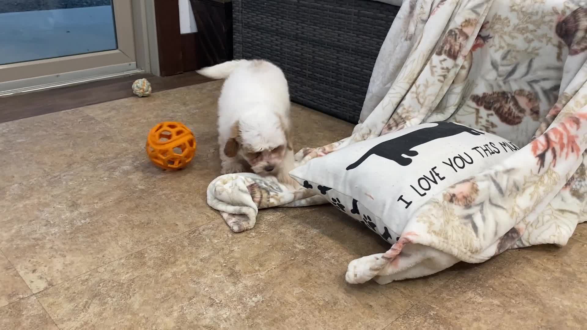 Maltipoo dogs for sale: SuAnn - Video 1