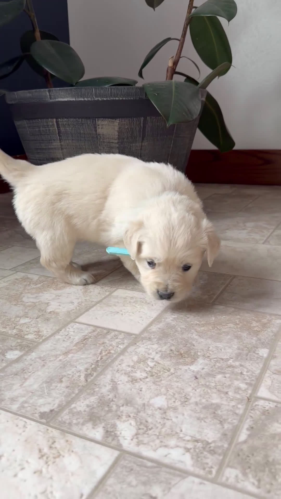 Golden Retriever dogs for sale: Baylee - Video 1