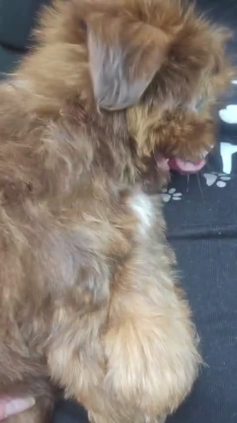 Shih Tzu dogs for sale: Valentino - AKC - - Video 1