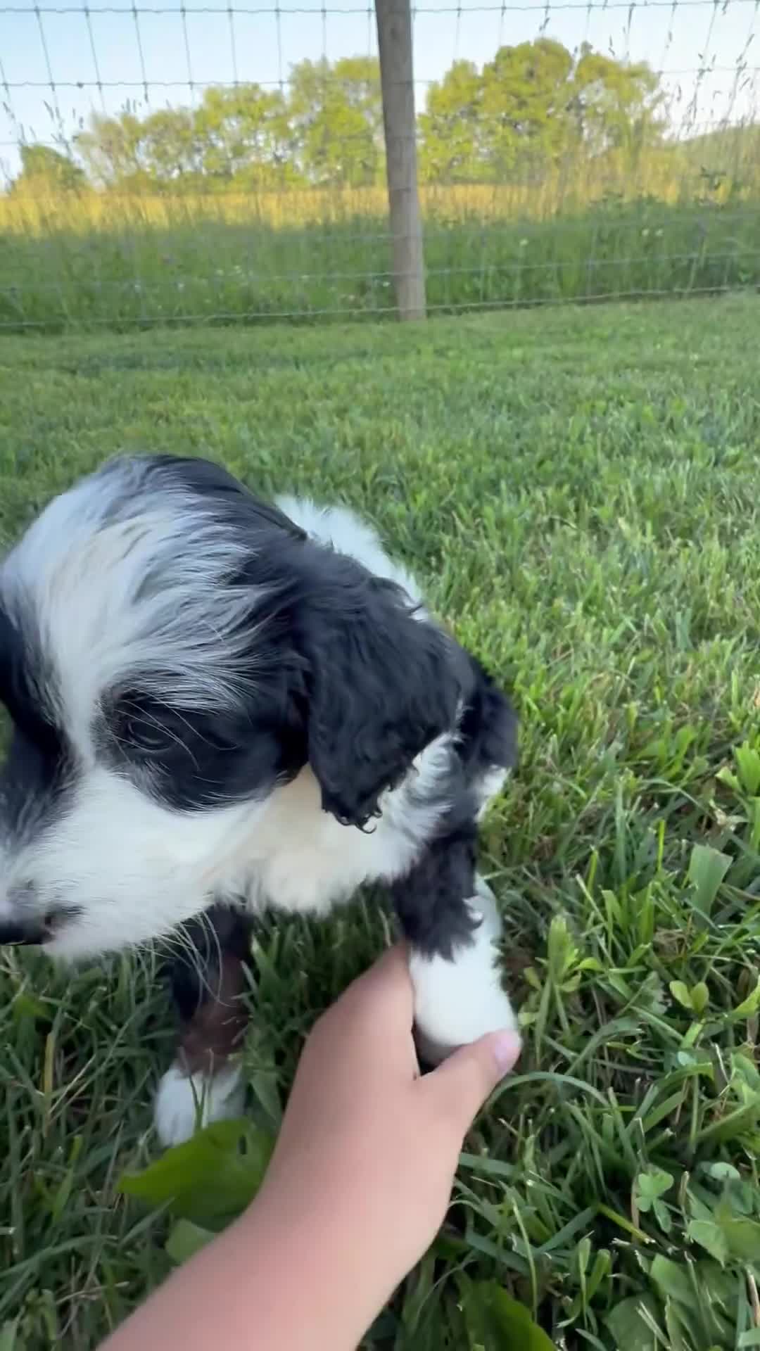Mini Bernedoodle dogs for sale: Fiona - Video 1