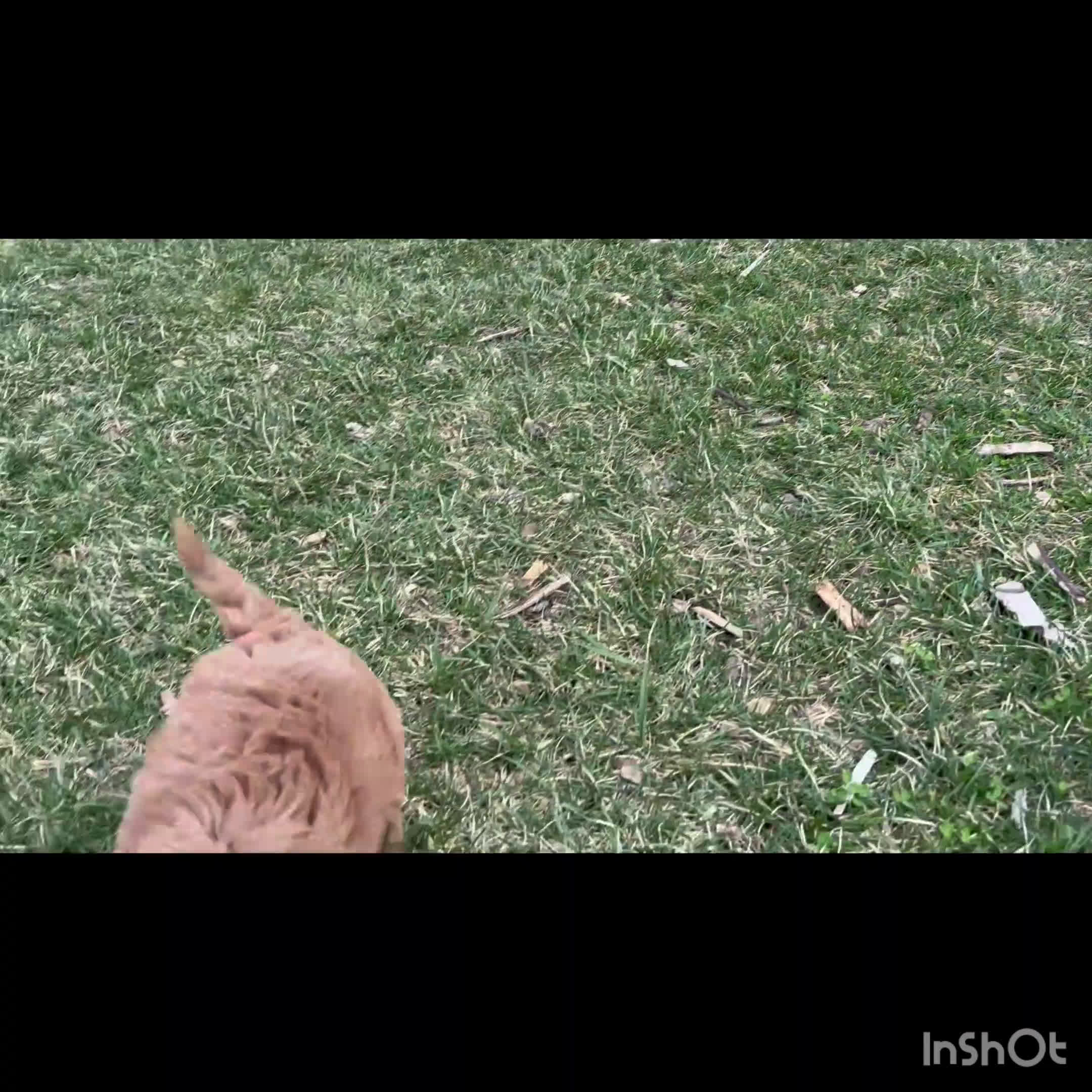 Mini Goldendoodle dogs for sale: Liz - Video 2