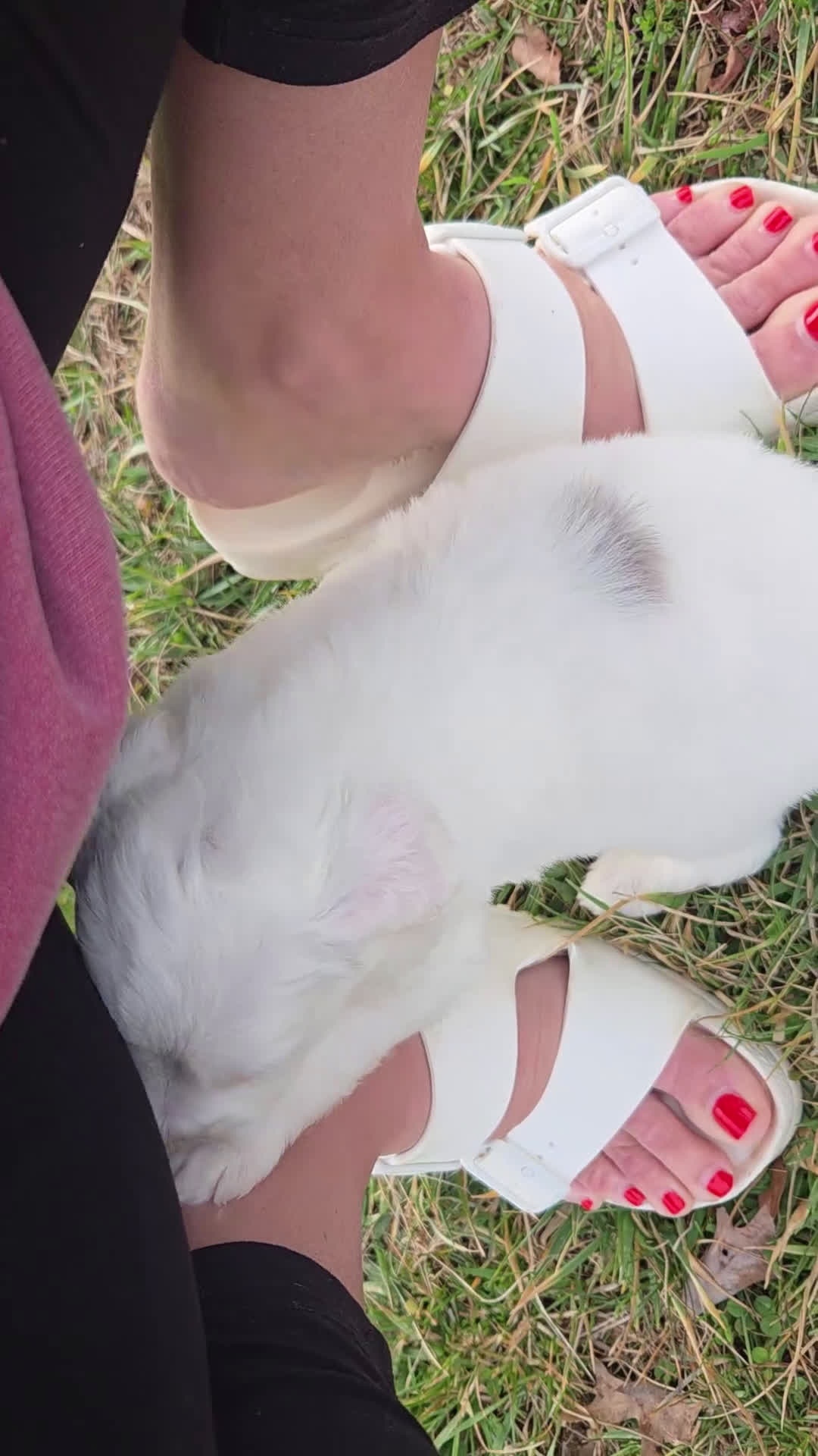 Mini Aussiedoodle dogs for sale: Sweetie - Video 2