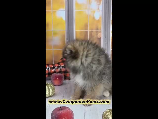 Pomeranian dogs for sale: 💙 Snickers –3.5-4 Pounds Adult Size -Rare Blue Sable Pomeranian Boy 💙🐾 - Video 1