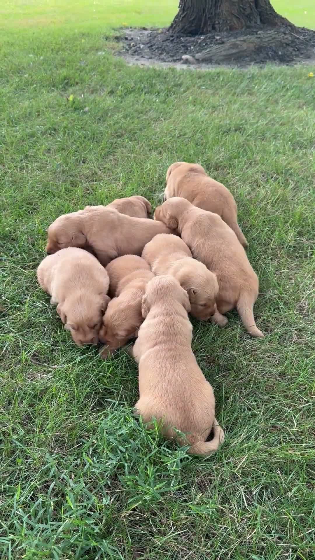 Golden Retriever dogs for sale: Lottie  - Video 1