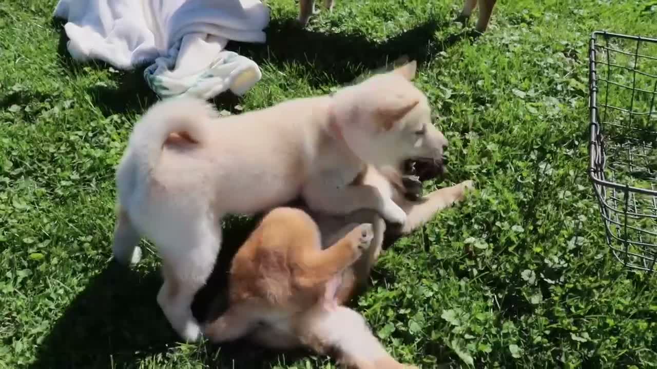 Shiba Inu dogs for sale: Teddy - Video 1