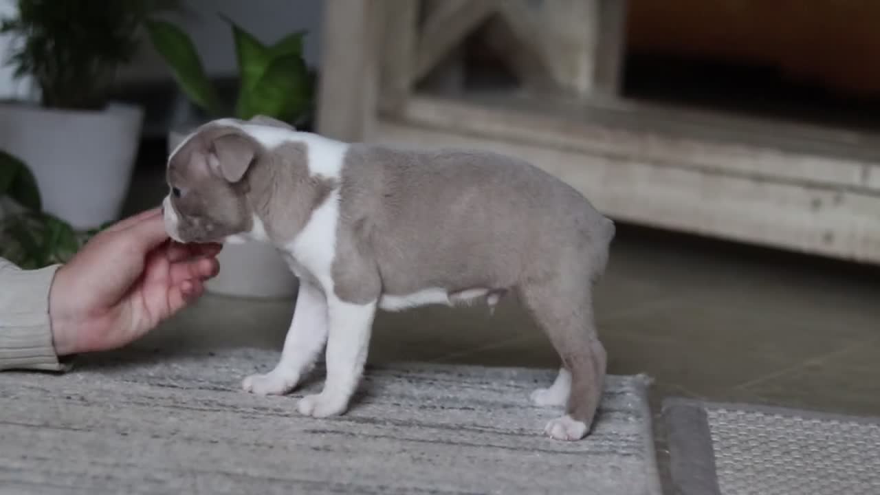 Boston Terrier dogs for sale: Kian - Video 3