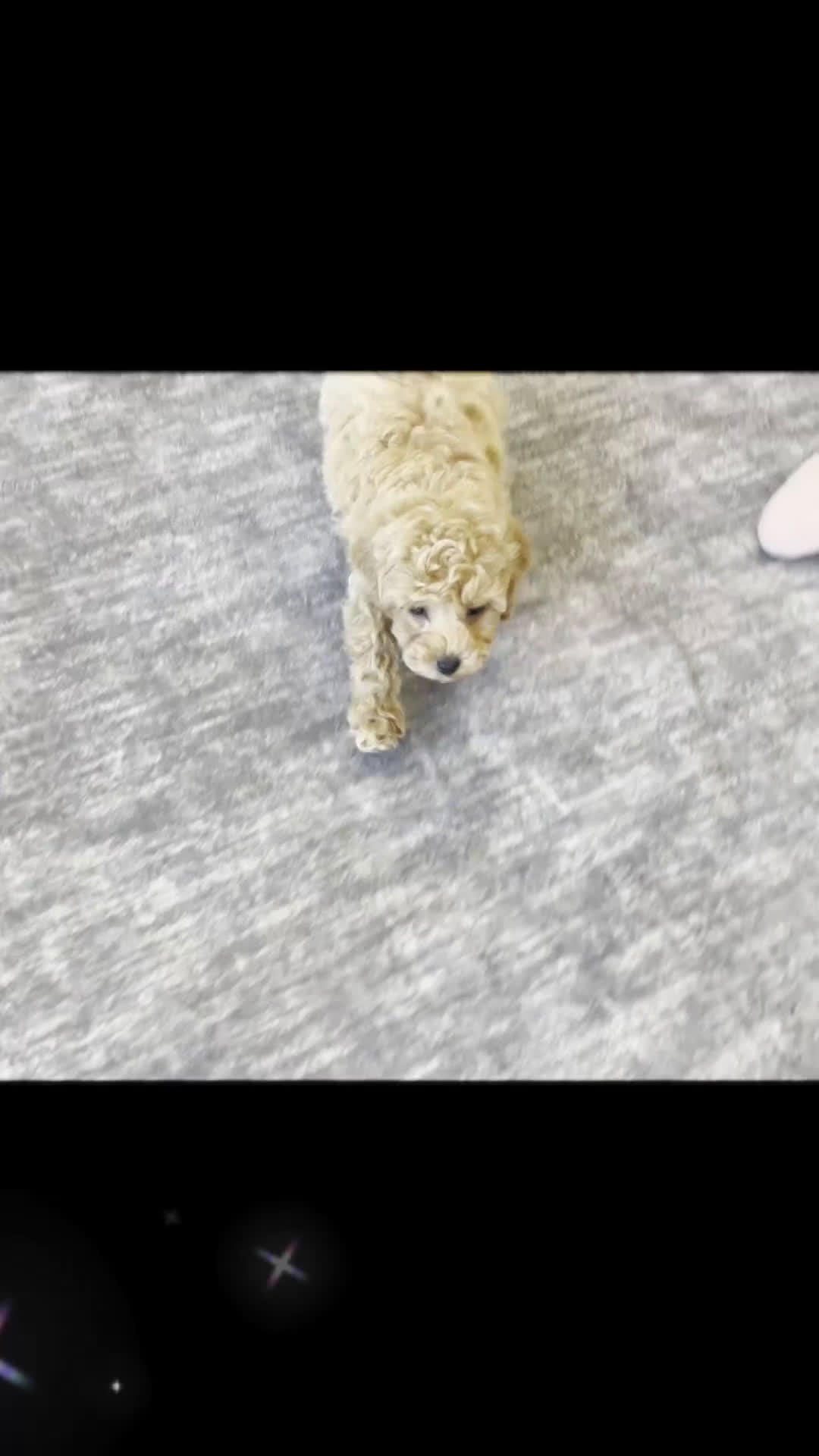 Toy Poodle dogs for sale: Rusty - Video 1