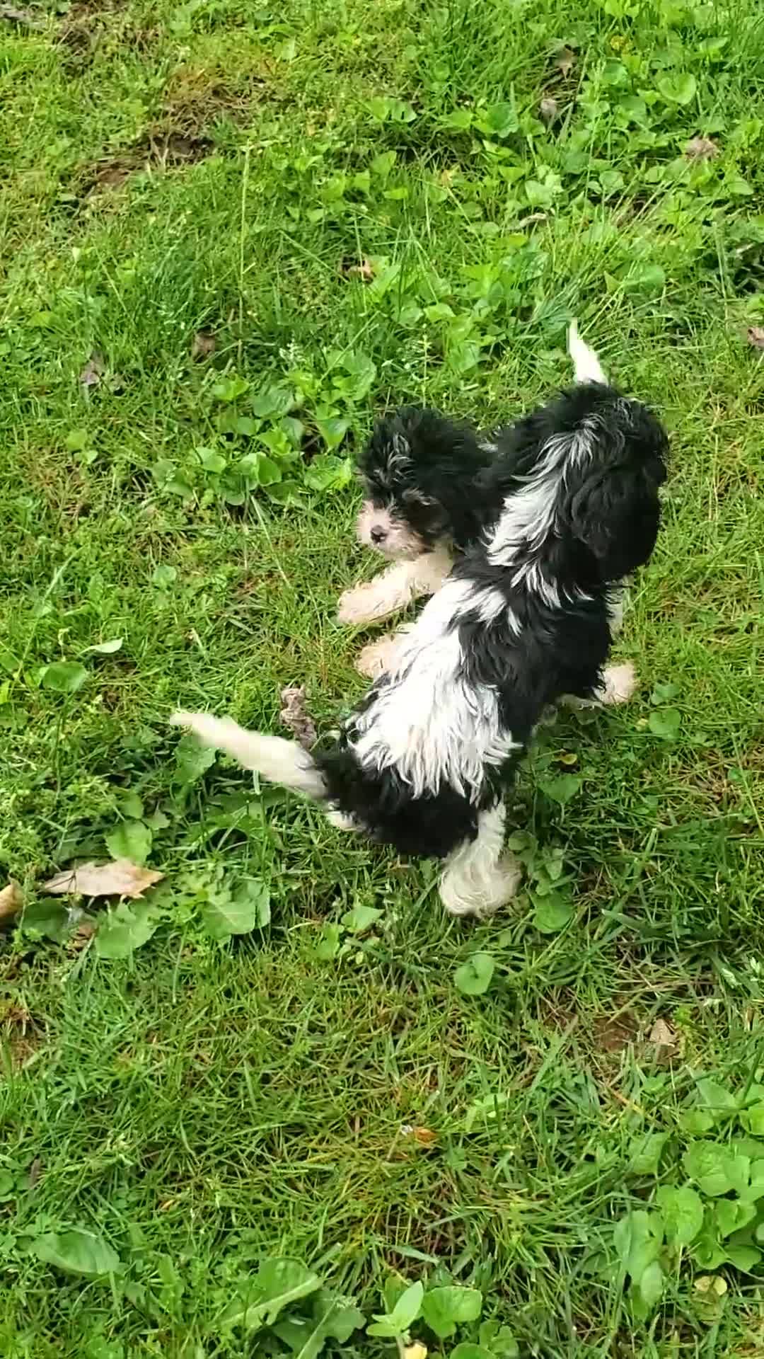 Cavapoo dogs for sale: Oscar - Video 1