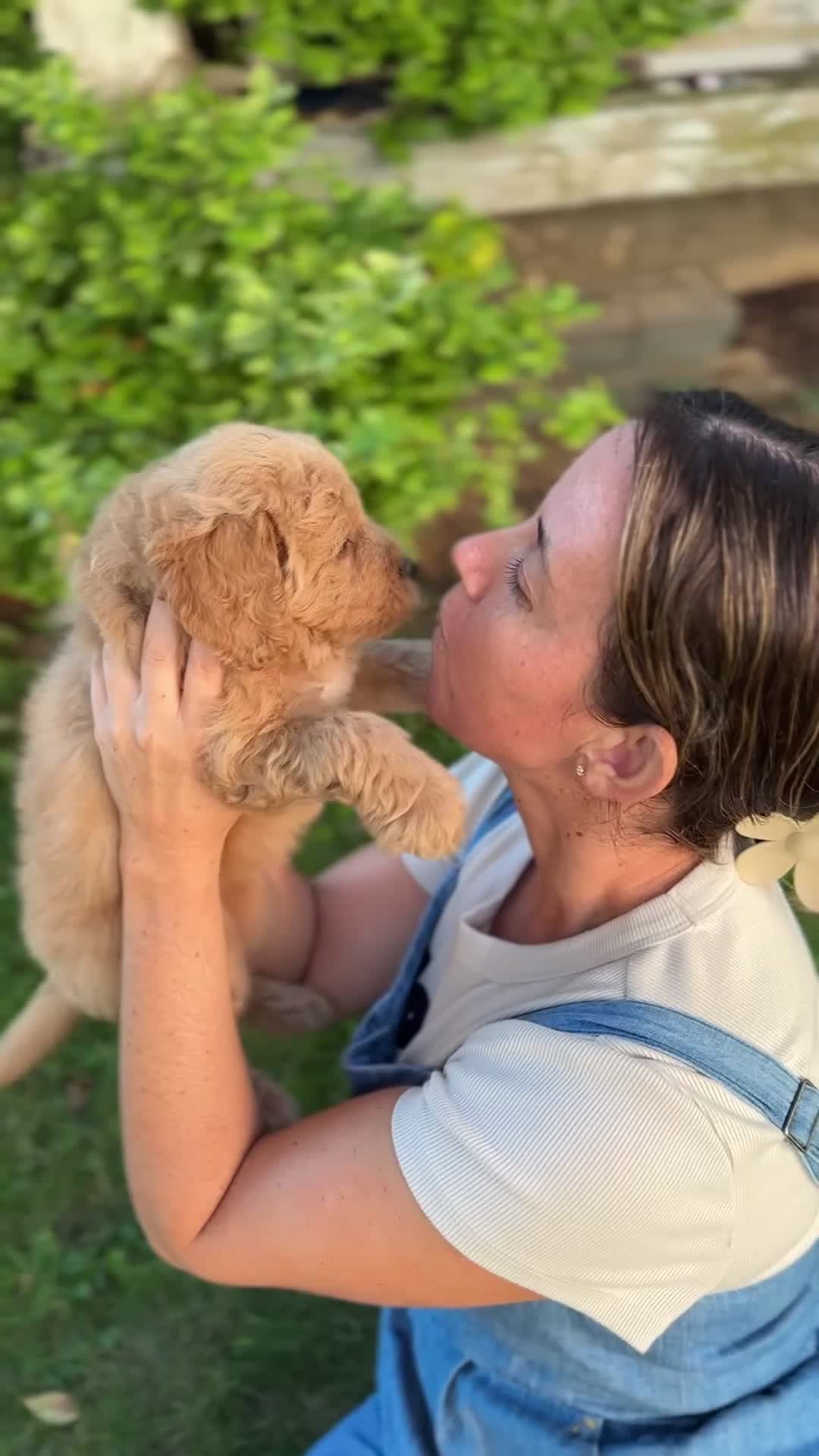 Mini Goldendoodle dogs for sale: Faye - Video 1