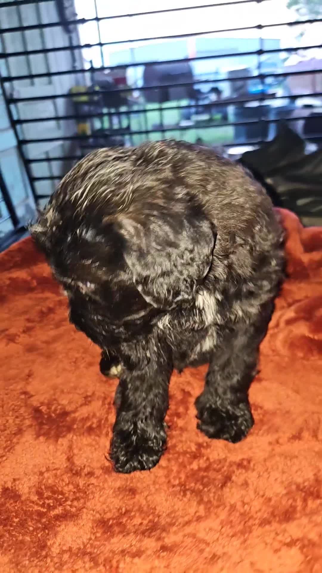Labradoodle dogs for sale: Koda jr. - Video 1