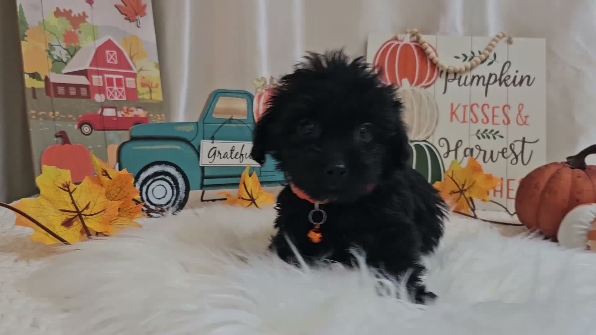 Yorkiepoo dogs for sale: Arlo Jay - Video 1