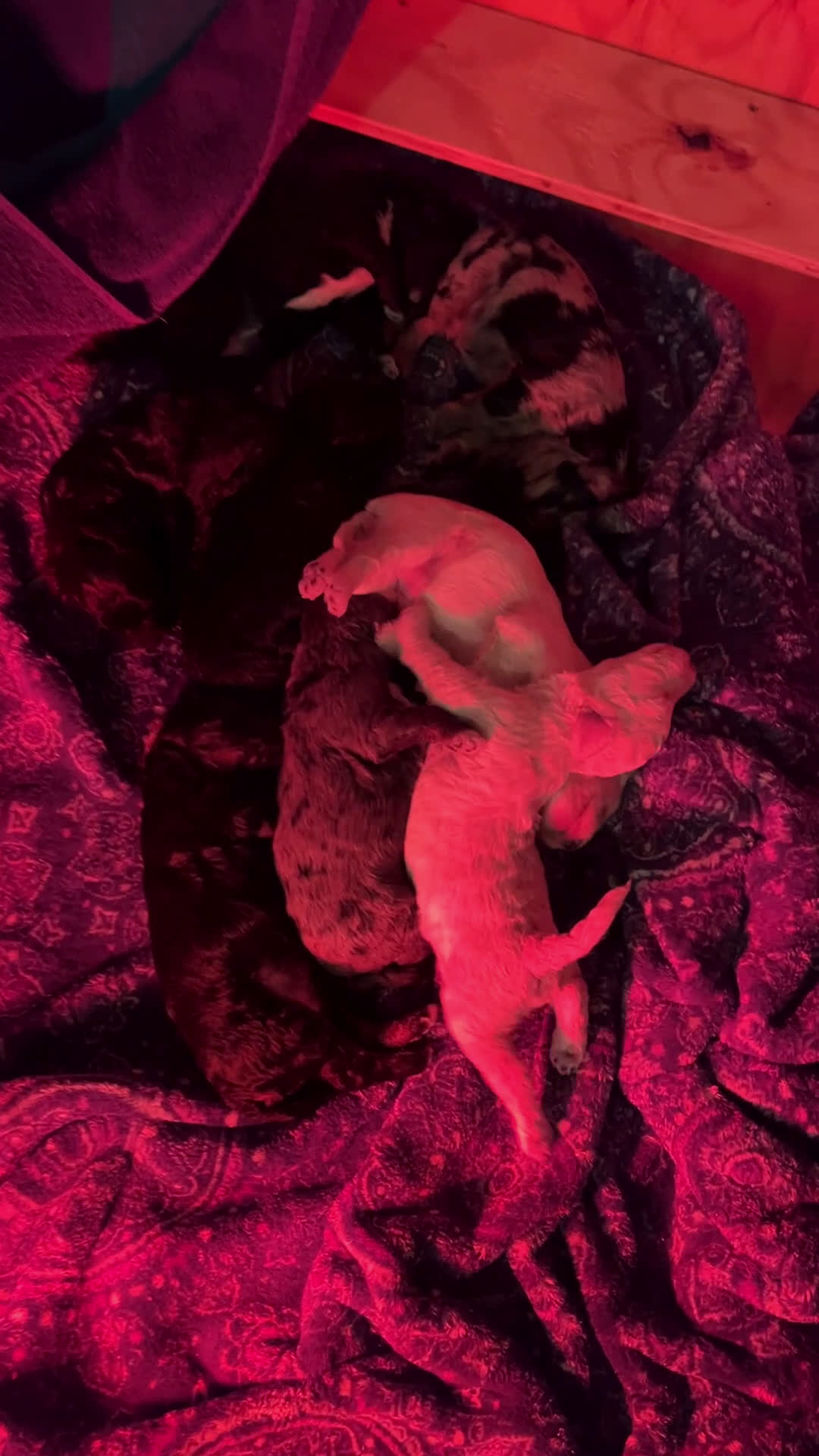 Goldendoodle dogs for sale: Mozzarello - Video 1