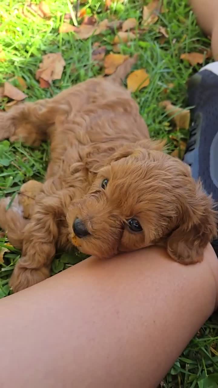 Cavapoo dogs for sale: Hazel - Video 1
