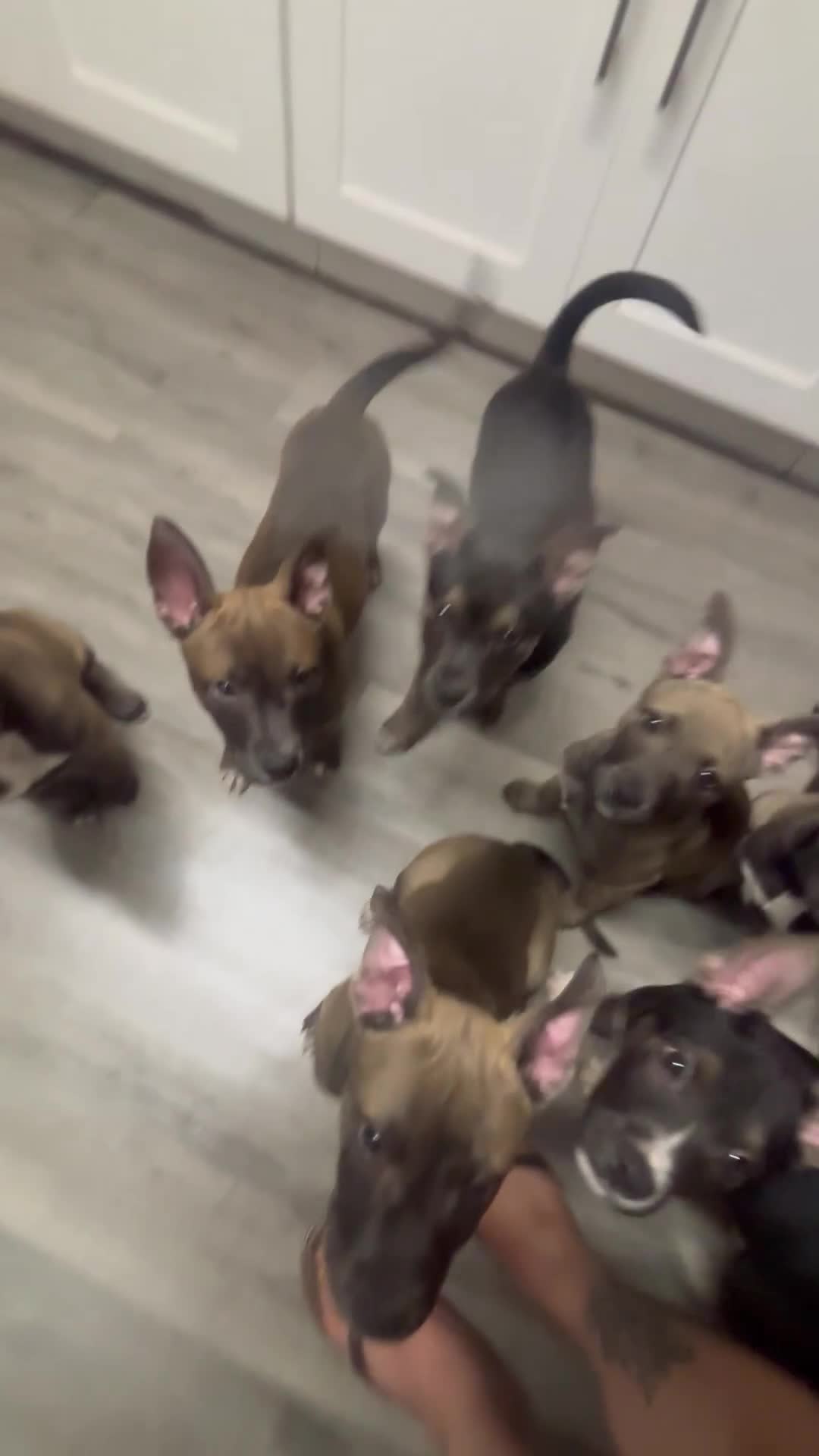 Mixed Breed dogs for sale: Mixed Breed Puppy 1 - Video 1