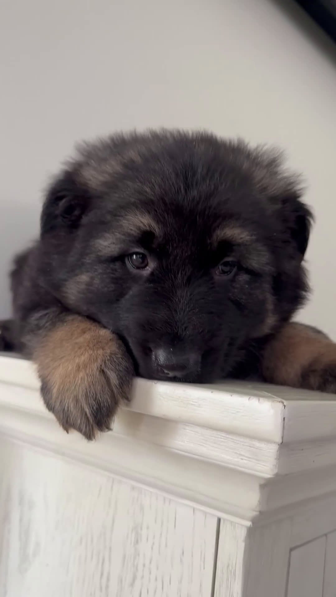German Shepherd dogs for sale: Zara - Video 1