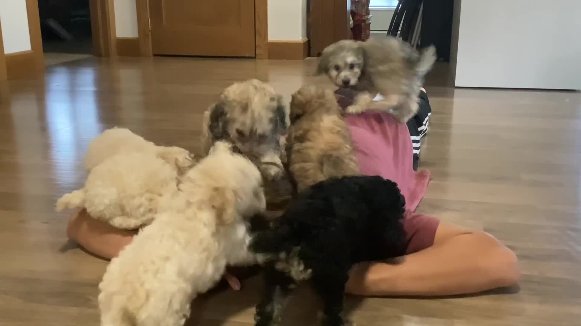 Miniature Poodle dogs for sale: Sky - Video 1