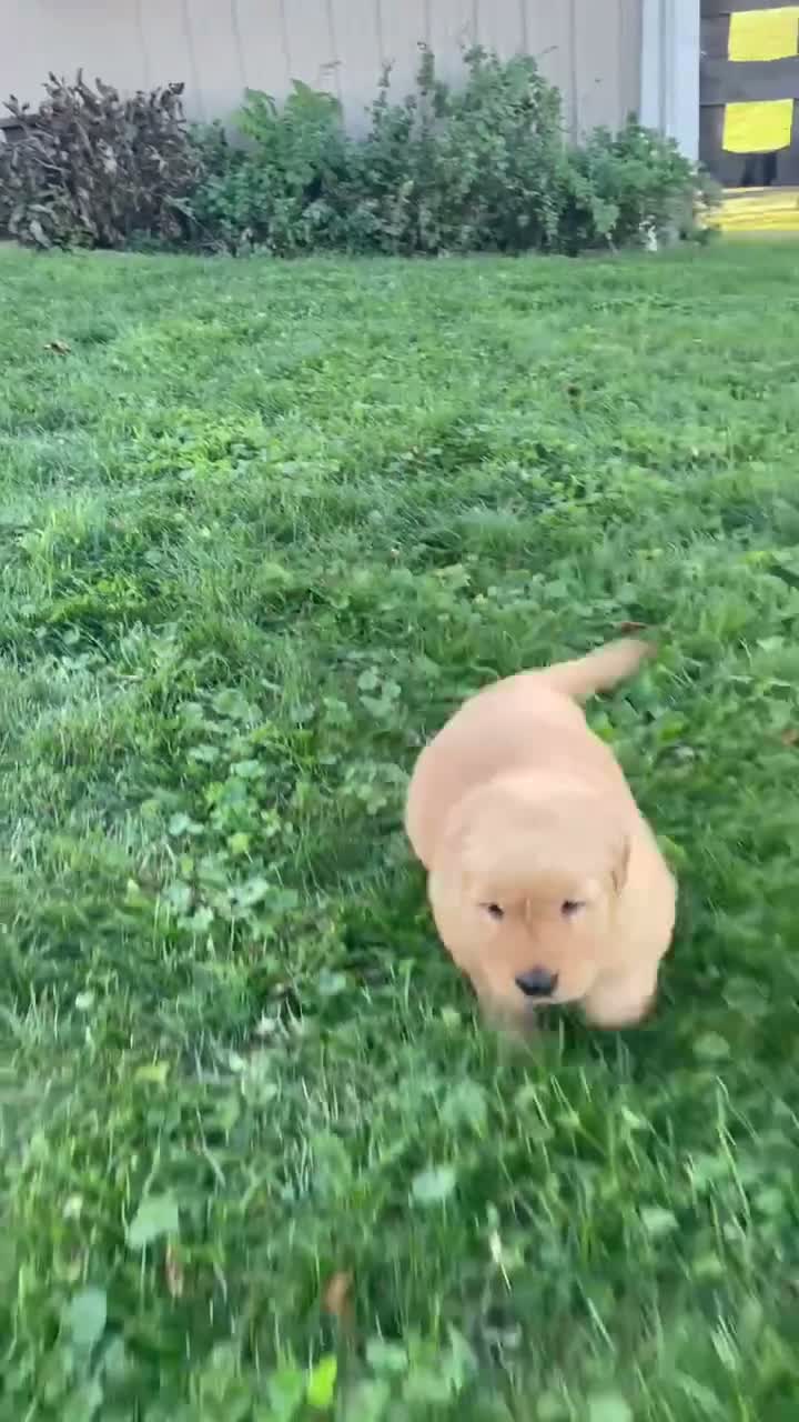 Golden Retriever dogs for sale: Buddy - Video 2