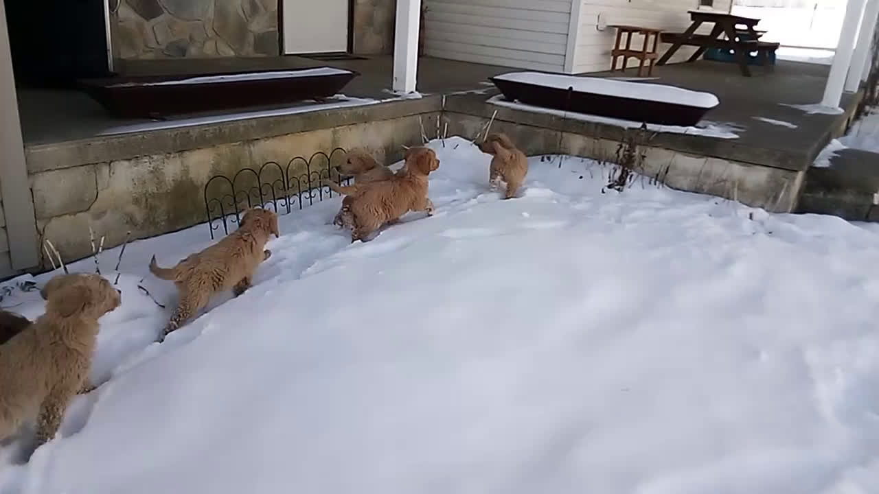 Mixed Breed dogs for sale: Blackie  - Video 3