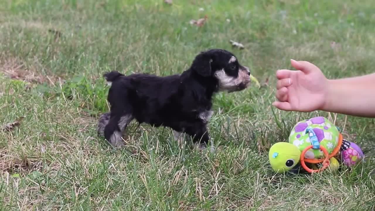 Miniature Schnauzer dogs for sale: Kobe - Video 1