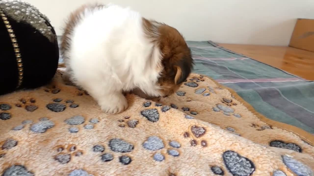 Shorkie dogs for sale: Shorkie 1 Saylor - Video 1