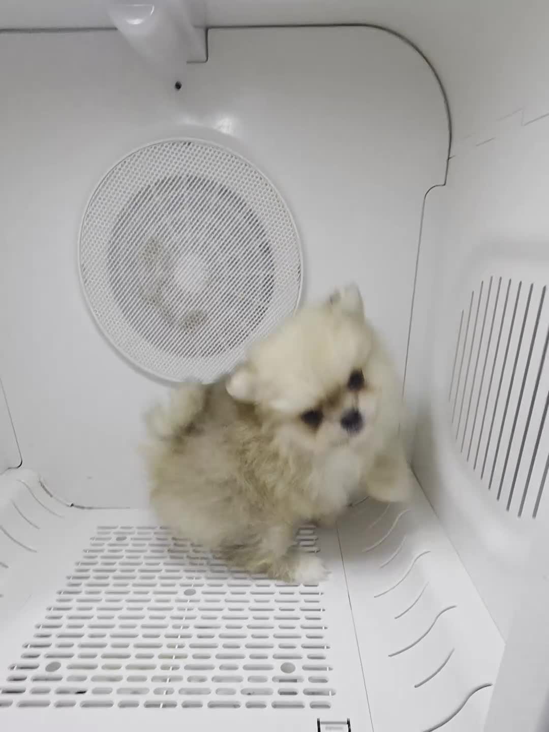 Pomeranian dogs for sale: Pomeranian regalo - Video 2