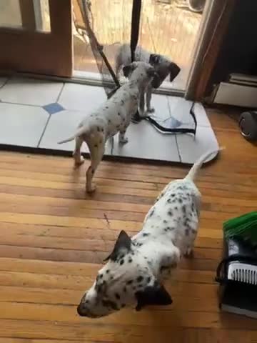 Dalmatian dogs for sale: Neo - Video 1