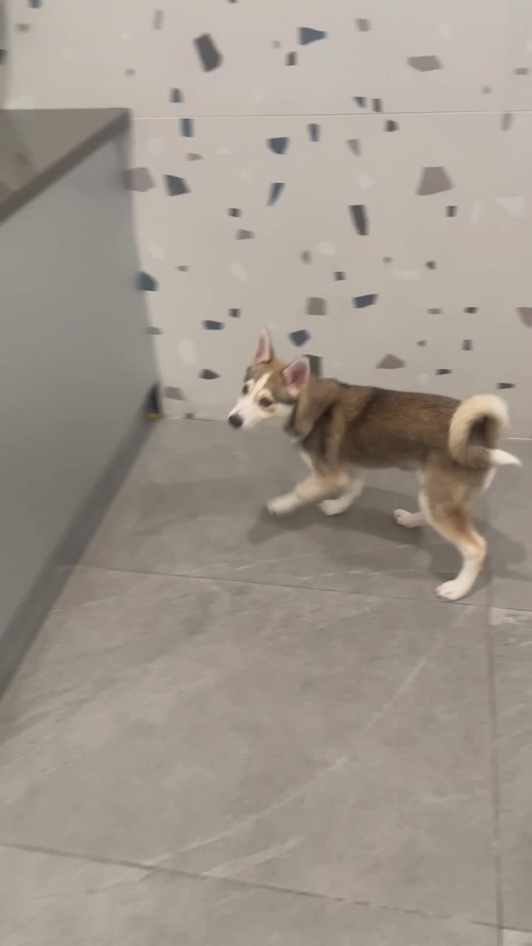 Alaskan Klee Kai dogs for sale: Vermithor (The Bronze Fury) - Video 3