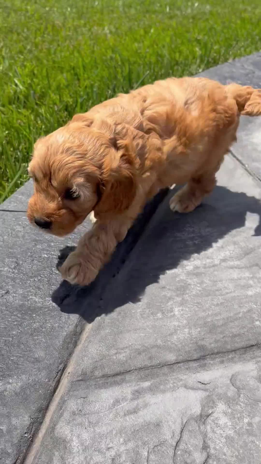 Cavapoo dogs for sale: Tucker - Video 1