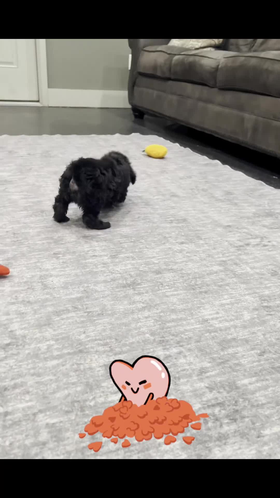 Mixed Breed dogs for sale: Razzle - Video 1