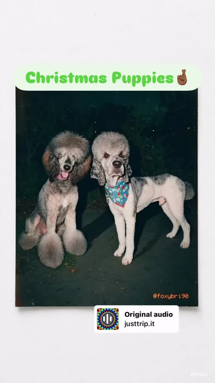 Standard Poodle dogs for sale: Standard Poodle 6 - Video 1