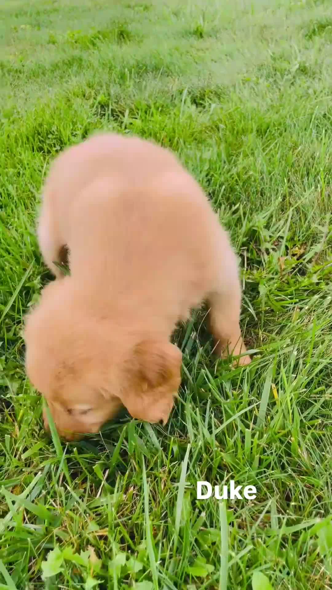 Golden Retriever dogs for sale: Duke - Video 1
