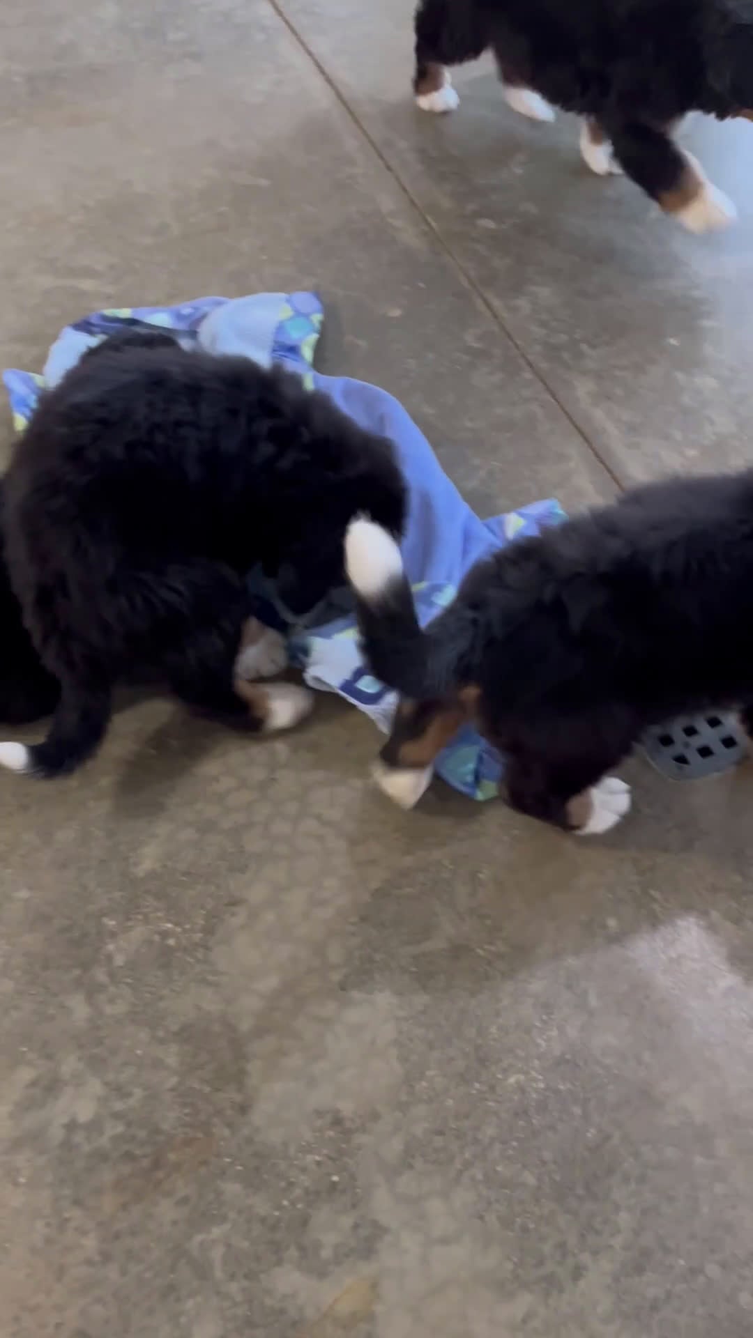 Bernese Mountain Dog dogs for sale: Jesse *Genetic Clear - Video 2