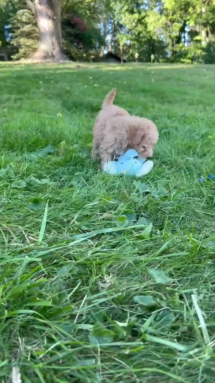 Mini Goldendoodle dogs for sale: Milo 💎 - Video 1
